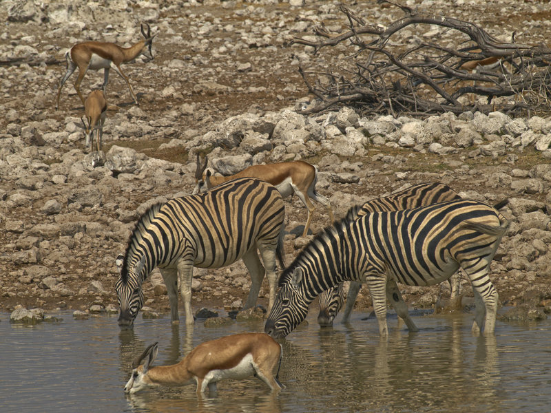 Okaukuejo, Zebra, Springbok